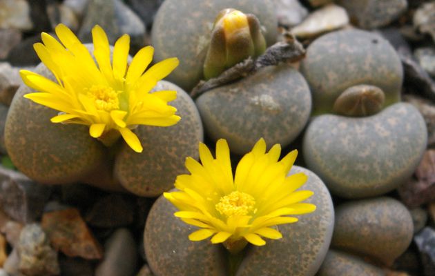 278 - Une floraison surprise de Lithops