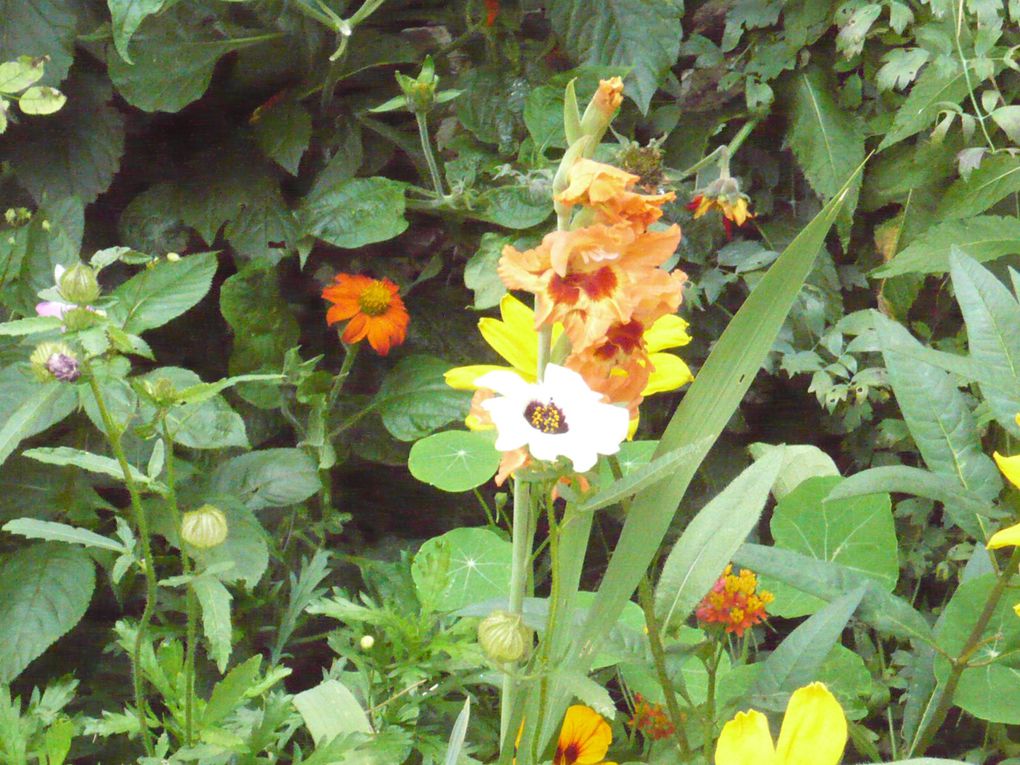 Album - Jardin de Claude Monet à Giverny