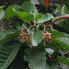 Sloanea synandra (roucou grand bois)
