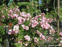 Les rosiers en P. de Po à Pz.