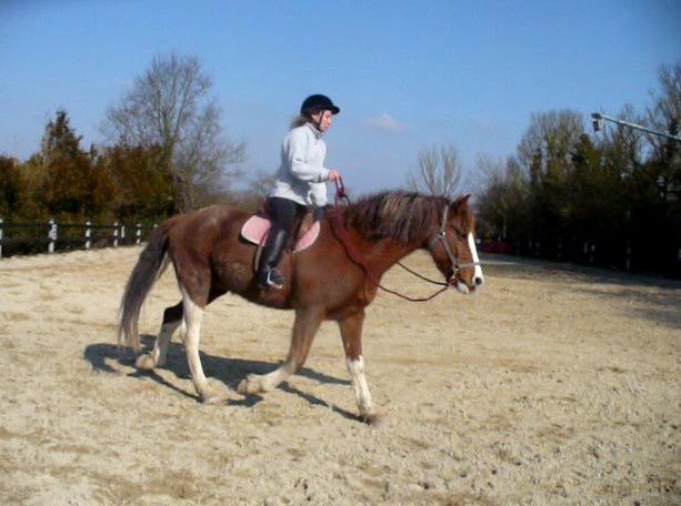 équitation sans mors éthologie séance de travail monte en licol puis en collier ou cordelette autour de l'encolure