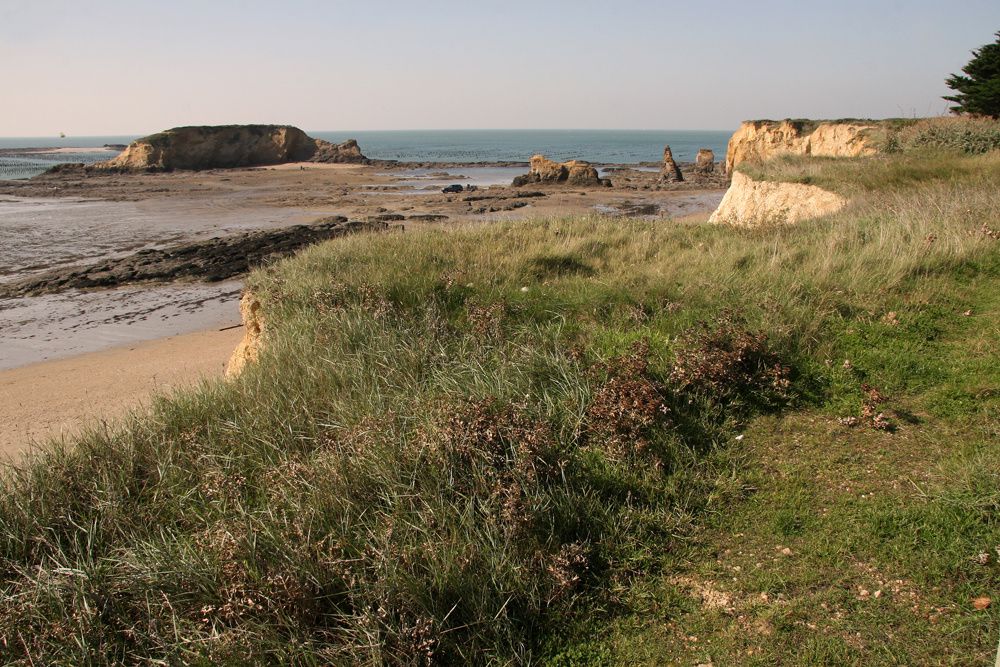 Les parcs à moules de bouchot de la Pointe du Bil