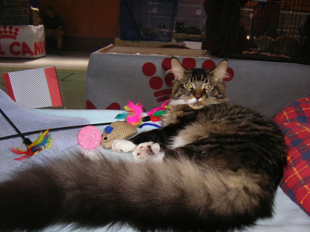 mon mâle maine coon, avec ses 3 CAC CAC il est champion !!!! 
2 best variété, un best in show !!! il est brown mackerel tabby et blanc, c'est un loulou très sympa et cool, un amours de chat.