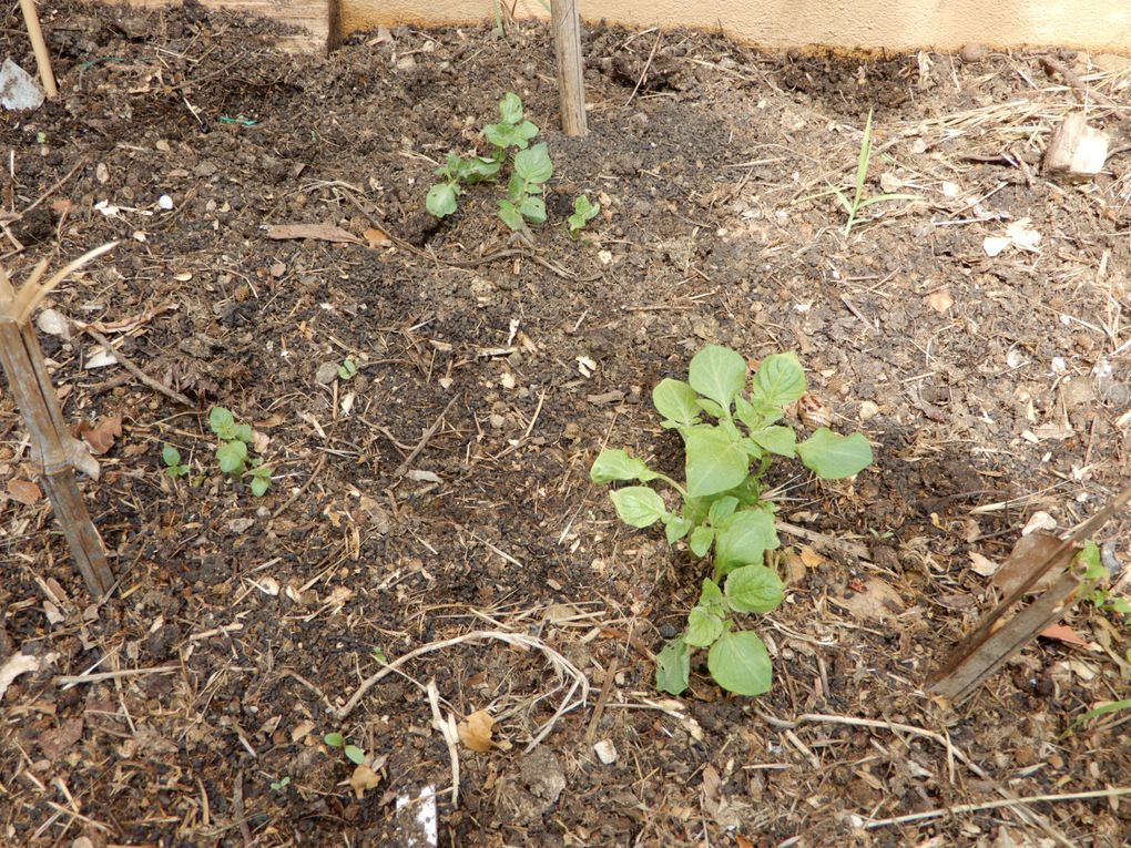 Le potager affiche presque complet