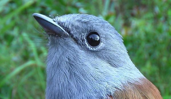 Pour l'ann&eacute;e 2006, l'association Nature &amp; Patrimoine a comptabilis&eacute; 42 oiseaux nicheurs :&nbsp; 19 indig&egrave;nes et 23 introduits. A travers les fiches Patrimoine &agrave; pr&eacute;server, nous vous proposons ici de d&eacute;couvrir les esp&egrave;ces end&eacute;miques de La R&eacute;union, puis les esp&egrave;ces indig&eacute;nes et enfin les fiches&nbsp; introduites.