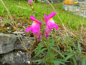 Tout au long du chemin, les fleurs nous accompagnent