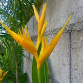 Fleurs du jour (24-08) - Noy et Gilbert en Thaïlande