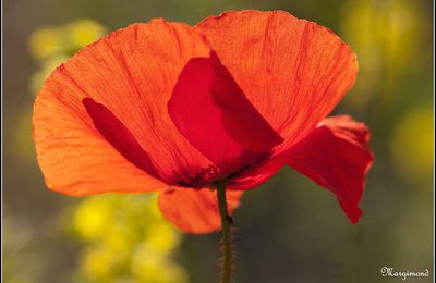 Comme un p'tit coquelicot...