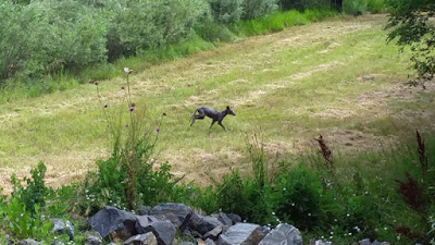 UNE PHOTO DU CHUPACABRA