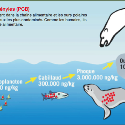 C/ Le plastique, vecteur de matières nocives