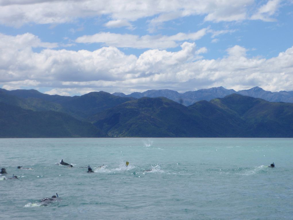 Album - SOUTH-NEW-ZEALAND