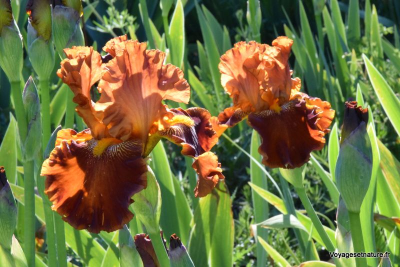 L'envolée des Iris 