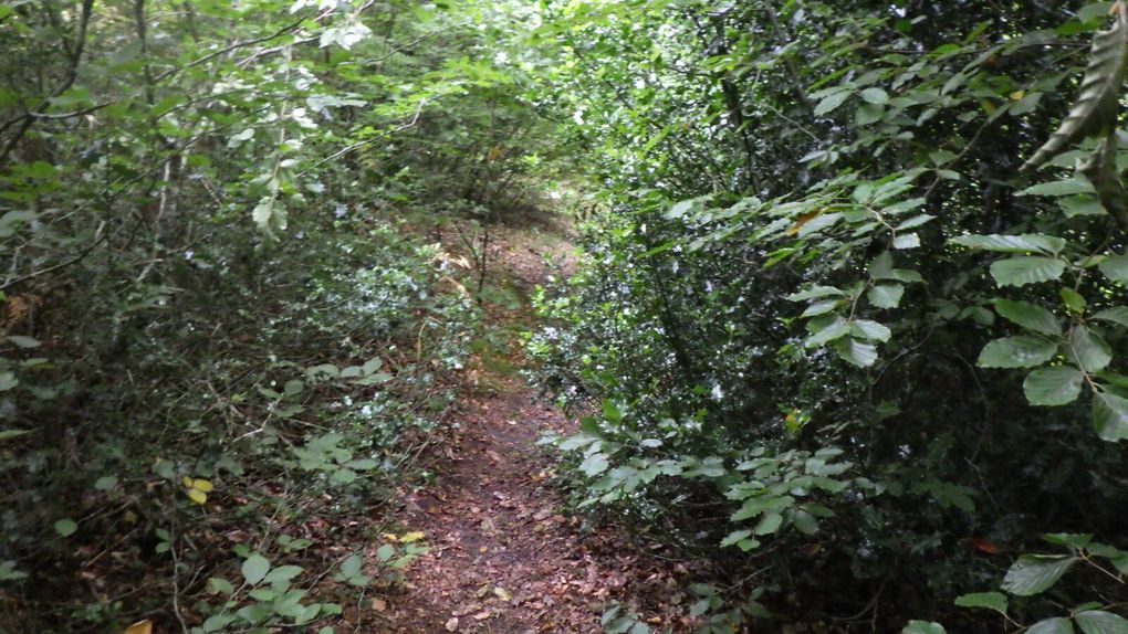 Promenons nous dans les bois...
