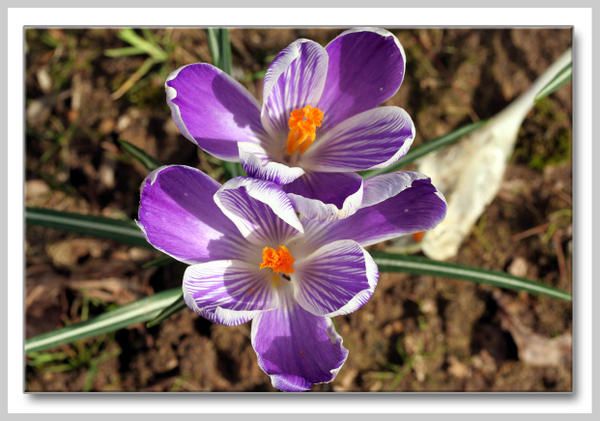 Album - fleurs-et-feuilles