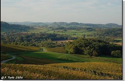 Château-Chalon et ses vignes