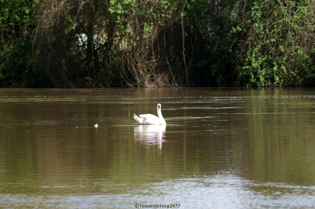 Sous le beau soleil de ce jour du 1er mai, ce cygne faisait de la coquetterie, lissant ses plumes au beau milieu de la rivière, et se laissant glisser avec insouciance au rythme de la ballade que lui imposait le courant... Il s'est laissé observer