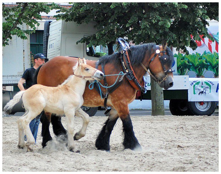 Album - Chevaux-Boulonnais-TraitduNord