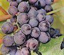 #Red Vin de Pays de Franche Conté Producers Jura Region France