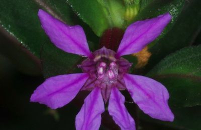 Cuphea carthagenensis (radié raide)