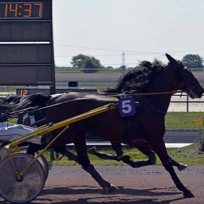 La Capelle (02): zoom sur les chevaux de course