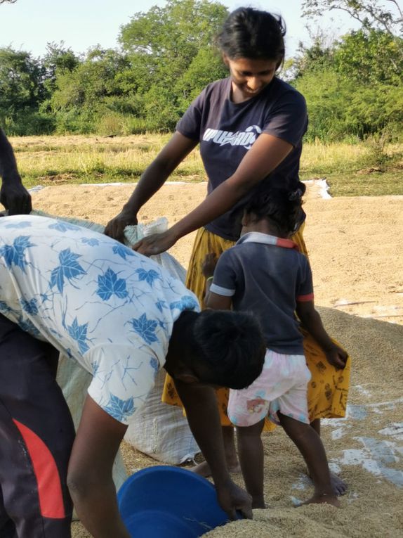 Le Sri-Lanka : Une perle de l'Océan Indien à découvrir