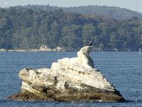 Préf. de Miyagi: Matsushima 松島 ou la baie aux îles coiffées de pins