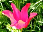 La tulipe rouge - liliaceae - cotée en bourse !