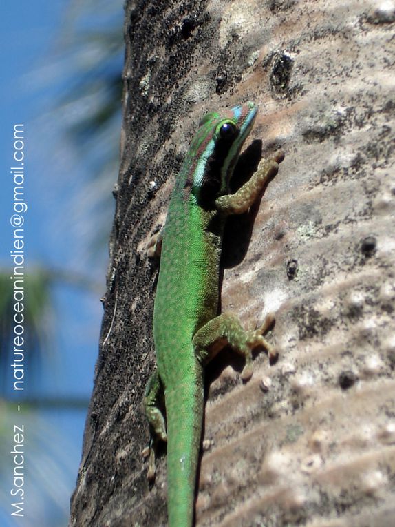 Photos du Gecko vert de Manapany, Phelsuma inexpectata, reptile endémique de La Réunion