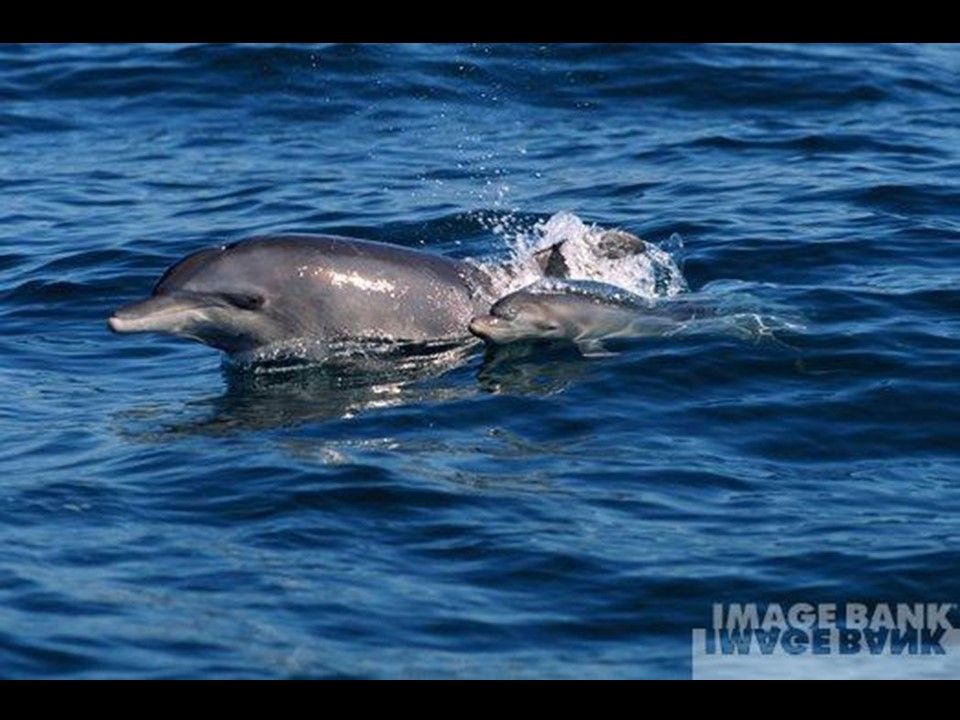 Divers - Les Mamans 2-