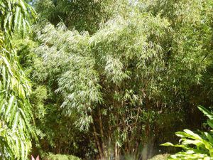 Un jardin immense et une diversité extraordinaire...