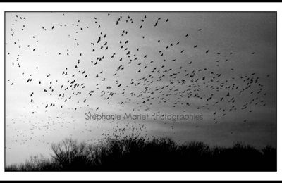 Série black birds