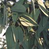 L'Huile Essentielle Bio Eucalyptus Radié