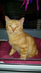 Flamby, chaton mâle roux 5 mois, à l'adoption -&gt; adopté