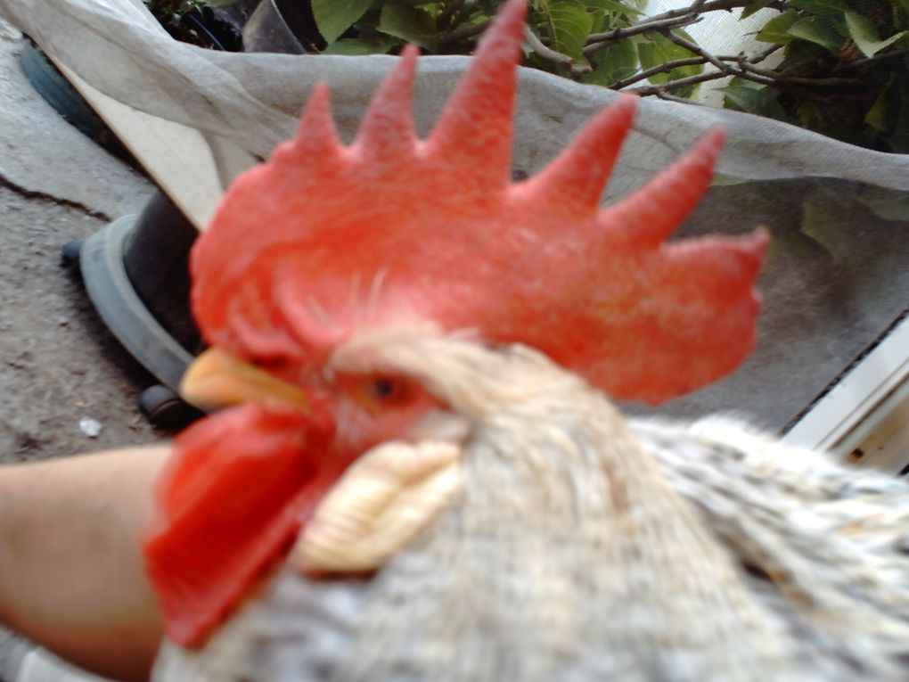  Benvenuti nel mondo della Cantadina tra Semi Galline e Api