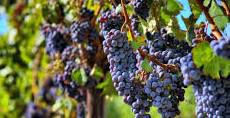 #Merlot Producers Canterbury Vineyards New Zealand