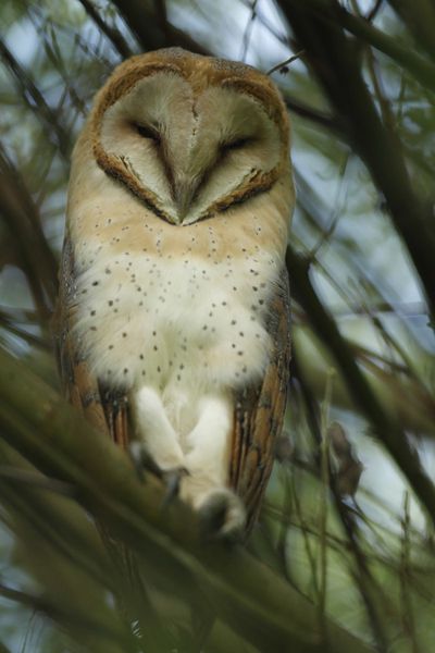 Chouettes effraies (Marquenterre) : belles de jour