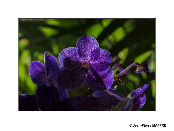 Des orchidées dans toute leur splendeur nous ravissent par la variété de leurs formes et de leurs couleurs.