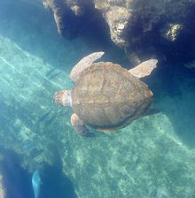 KELONIA observatoire des tortues marines