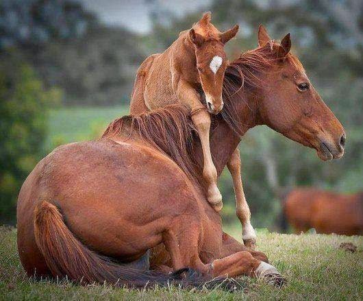 Tendresse