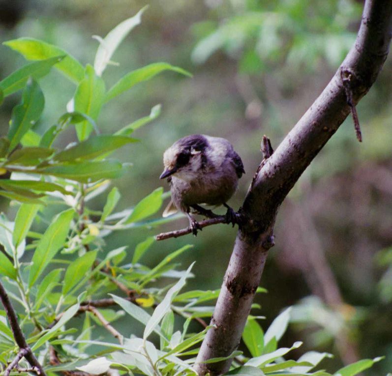 Album - oiseaux et mammifères-d-Alaska