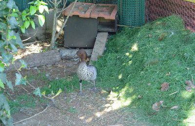 male criniere surveille le nid