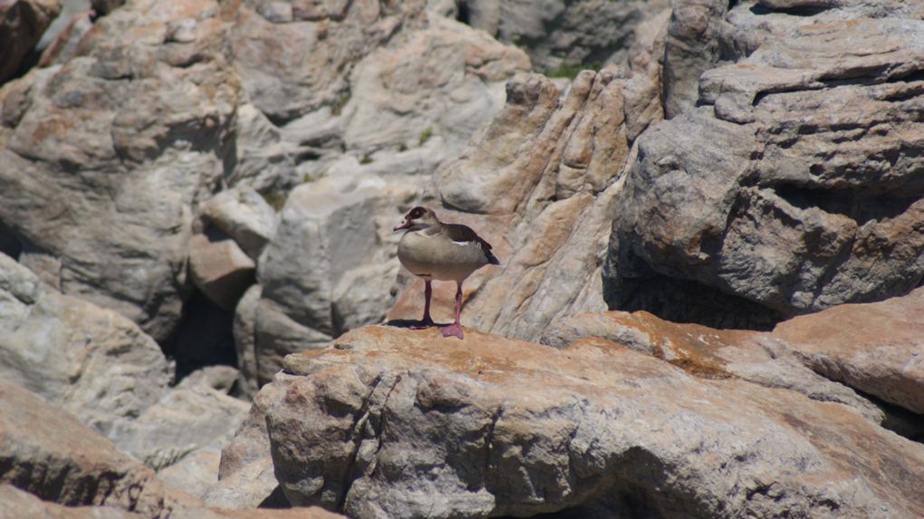 Album - La région de Cape Town