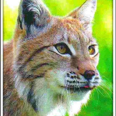 Animaux sauvages - lynx boréal
