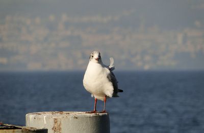 La Mouette....