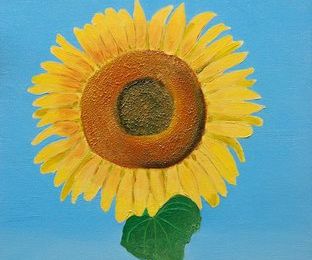 Helianthus (sunflower)