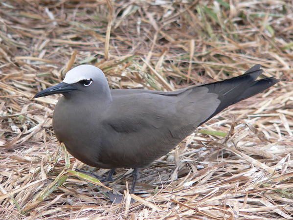 Pour l'ann&eacute;e 2006, l'association Nature &amp; Patrimoine a comptabilis&eacute; 42 oiseaux nicheurs :&nbsp; 19 indig&egrave;nes et 23 introduits. A travers les fiches Patrimoine &agrave; pr&eacute;server, nous vous proposons ici de d&eacute;couvrir les esp&egrave;ces end&eacute;miques de La R&eacute;union, puis les esp&egrave;ces indig&eacute;nes et enfin les fiches&nbsp; introduites.