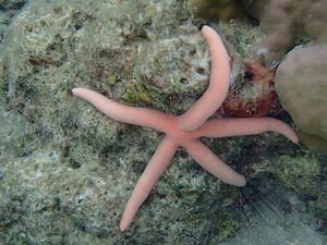 plongée au large des îles Andaman, dans le Golfe du Bengale