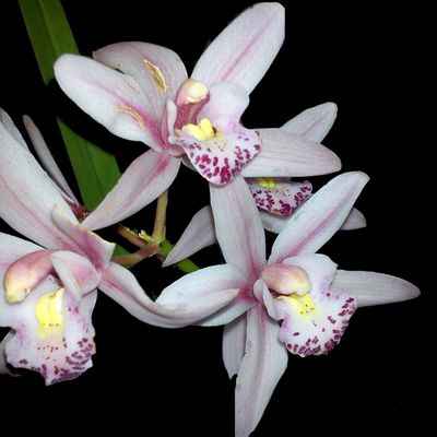 Orchidée - Cymbidium - Commentaires