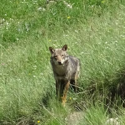 16 juin 2025-A LA RENCONTRE DU LOUP ... OU ...DE  LA LOUVE DU SEUIL