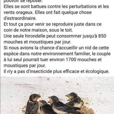 Allons-nous voir revenir les hirondelles.....................